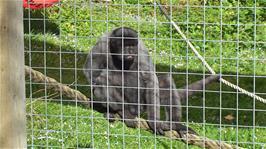 One of the adult Woolly Monkeys at the Monkey Sanctuary